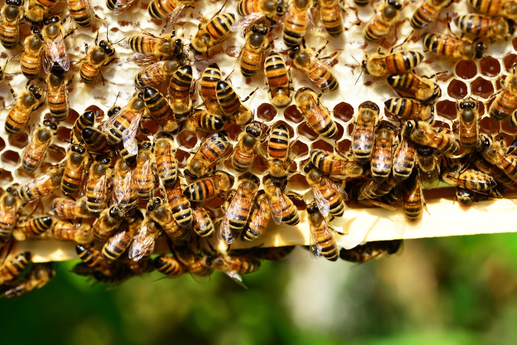 STOCK honey bees beehive